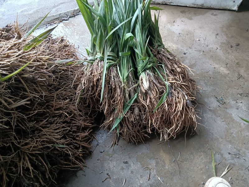 仙茅中药材纯野生大量上市