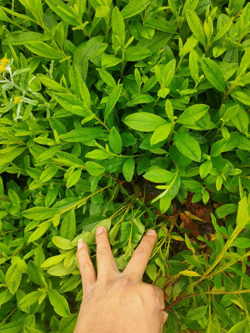 杜鹃苗春鹃毛鹃工程用苗