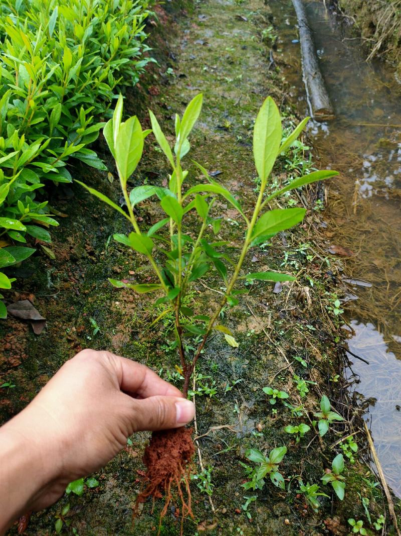 杜鹃苗春鹃毛鹃工程用苗