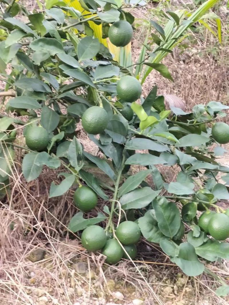 海南青柠檬