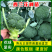 西兰花种苗耐热花椰菜青花菜大田蔬菜曼陀绿花菜苗子