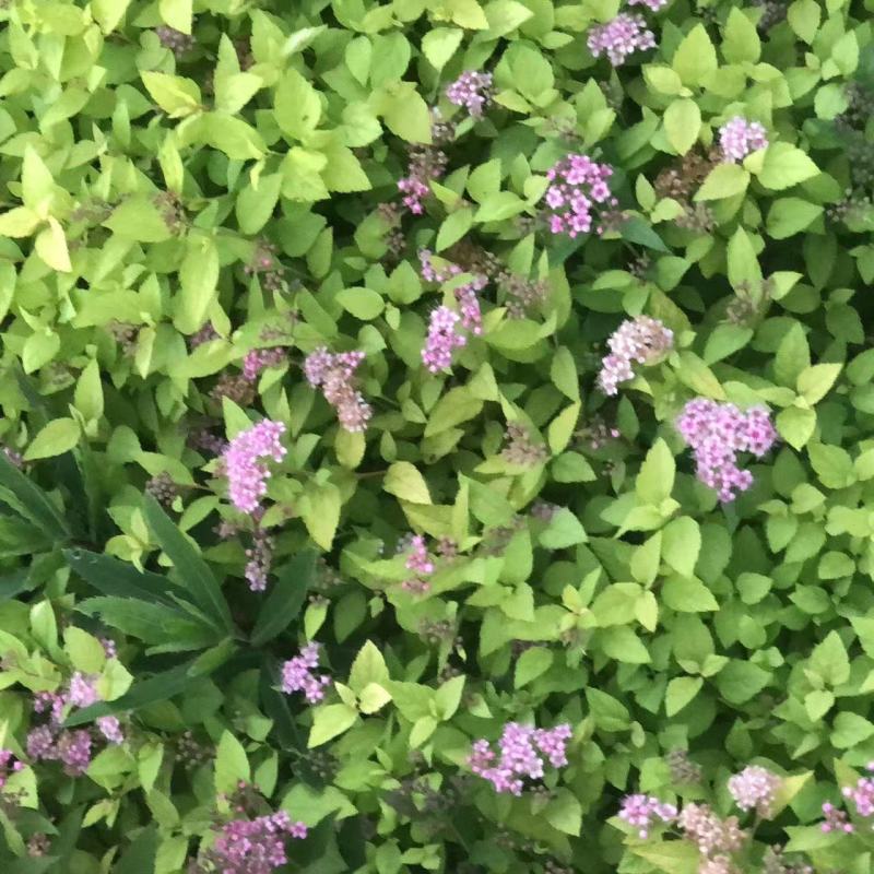 红花绣线菊金山绣线菊金焰绣线菊绿叶绣线菊耐寒耐旱成活