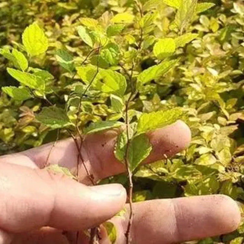 红花绣线菊金山绣线菊金焰绣线菊绿叶绣线菊耐寒耐旱成活