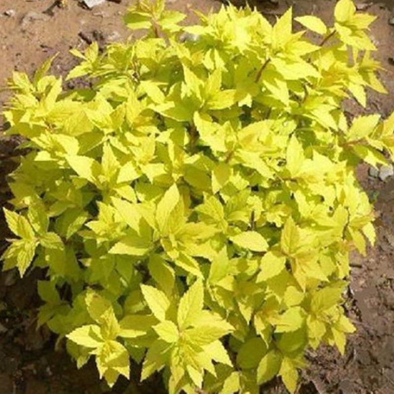 红花绣线菊金山绣线菊金焰绣线菊绿叶绣线菊耐寒耐旱成活