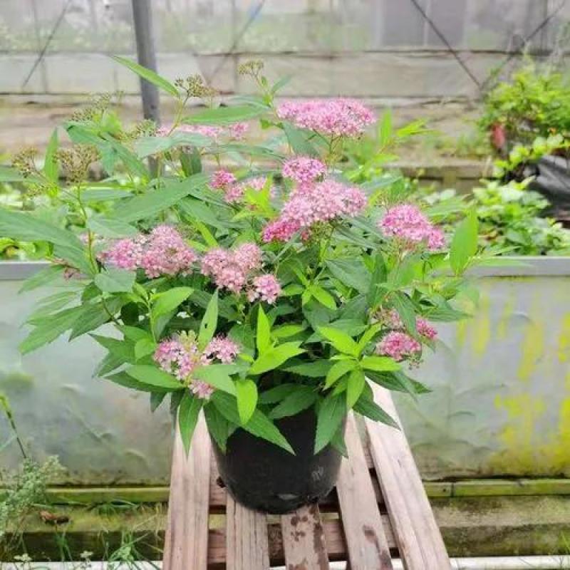 红花绣线菊金山绣线菊金焰绣线菊绿叶绣线菊耐寒耐旱成活