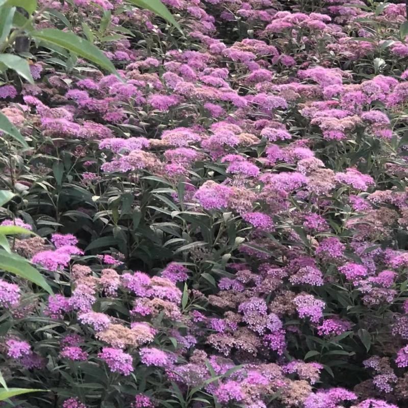 红花绣线菊金山绣线菊金焰绣线菊绿叶绣线菊耐寒耐旱成活