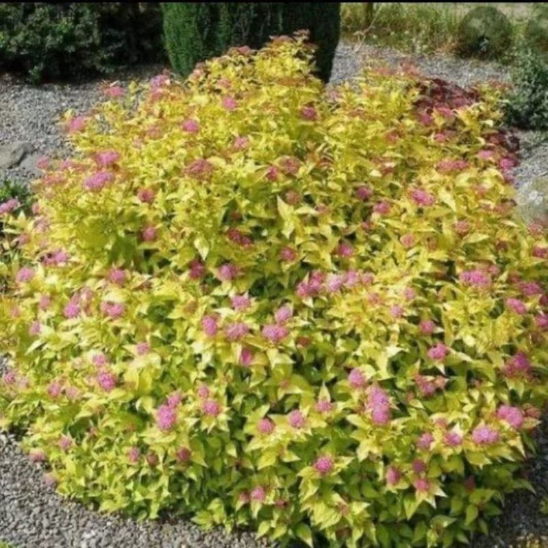 红花绣线菊金山绣线菊金焰绣线菊绿叶绣线菊耐寒耐旱成活