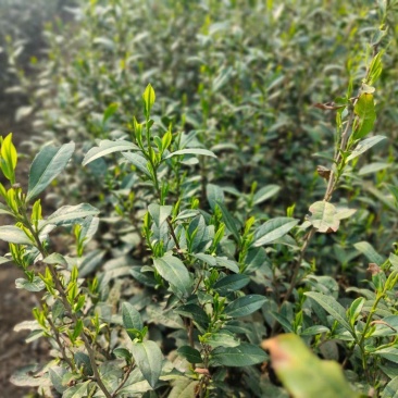 桐柏野山特产，天然玉叶茶明前绿茶纯手工制