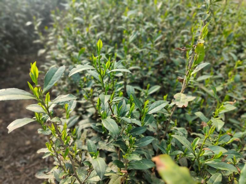 桐柏野山特产，天然玉叶茶明前绿茶纯手工制