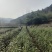 桐柏野山特产，天然玉叶茶明前绿茶纯手工制
