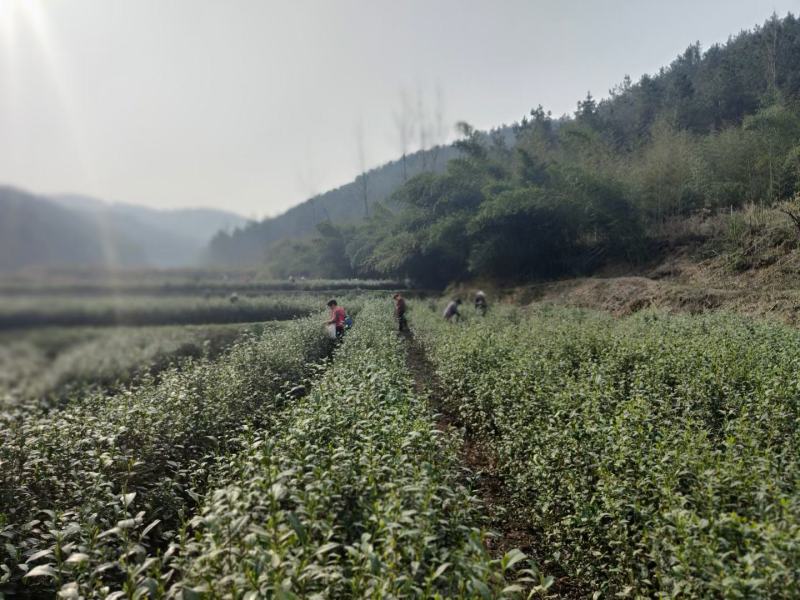 桐柏野山特产，天然玉叶茶明前绿茶纯手工制