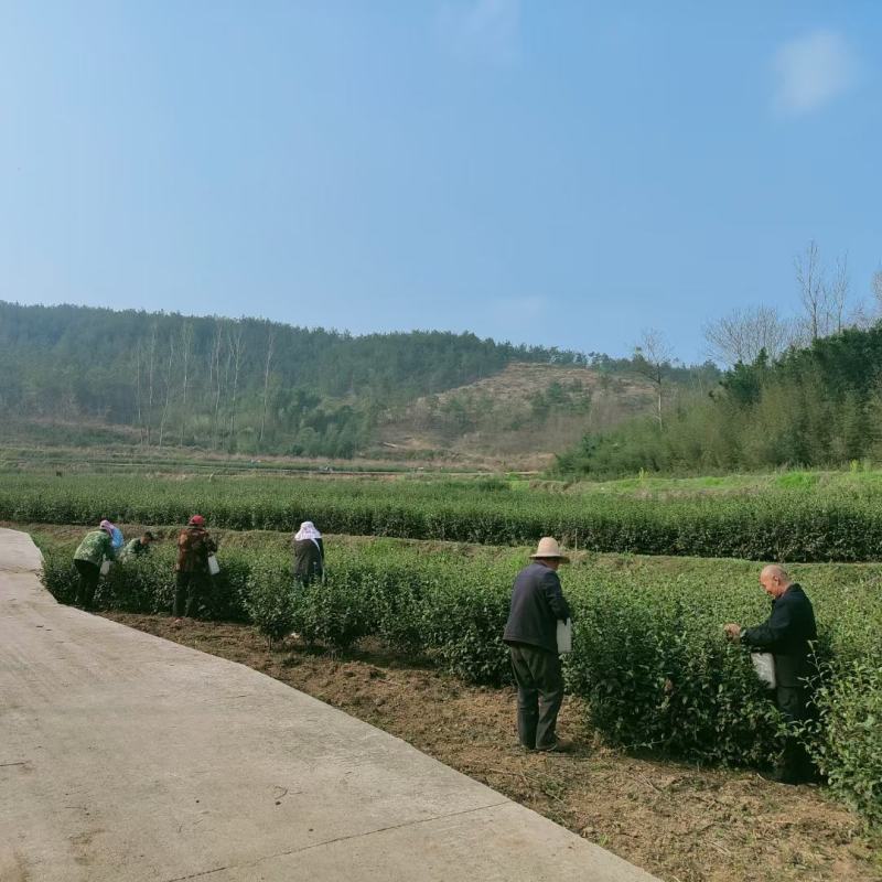 桐柏野山特产，天然玉叶茶明前绿茶纯手工制
