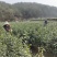 桐柏野山特产，天然玉叶茶明前绿茶纯手工制