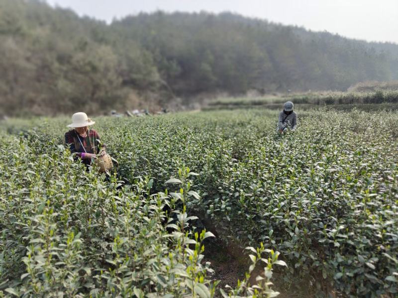 桐柏野山特产，天然玉叶茶明前绿茶纯手工制