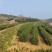 桐柏野山特产，天然玉叶茶明前绿茶纯手工制
