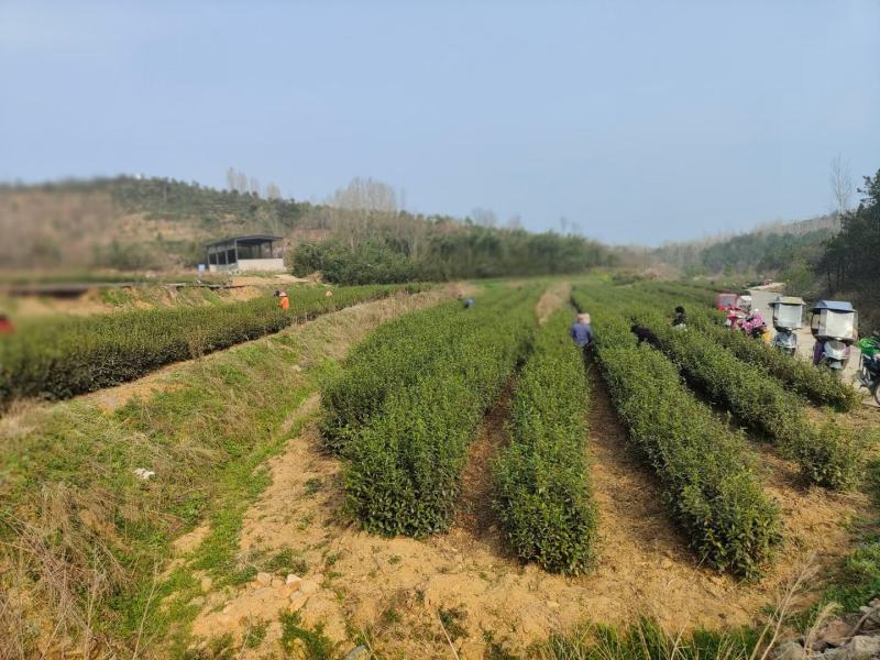 桐柏野山特产，天然玉叶茶明前绿茶纯手工制