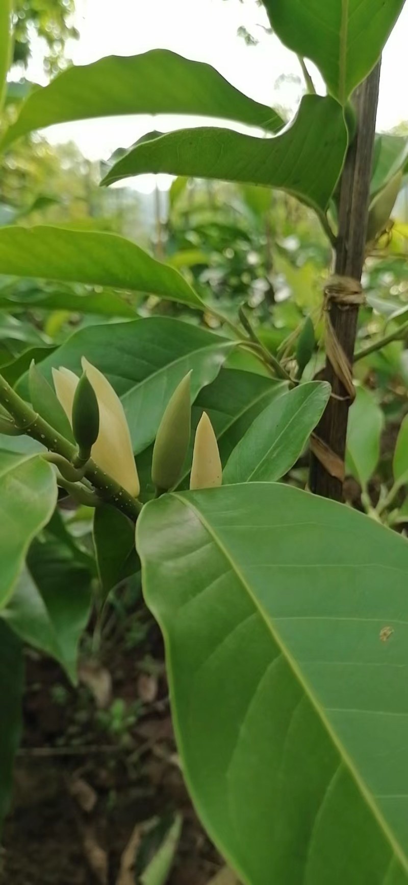 黄角兰（白兰花）现售