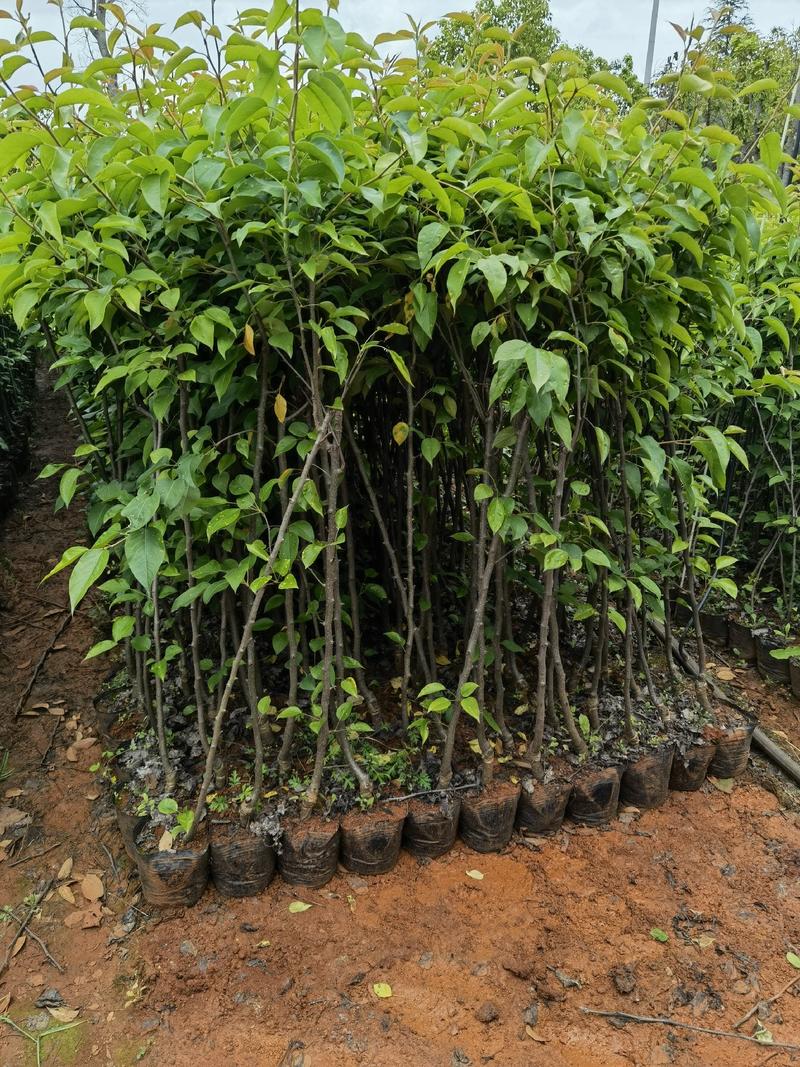 云南红梨苗95-2早酥红梨，早熟品种，0.7到1公分粗