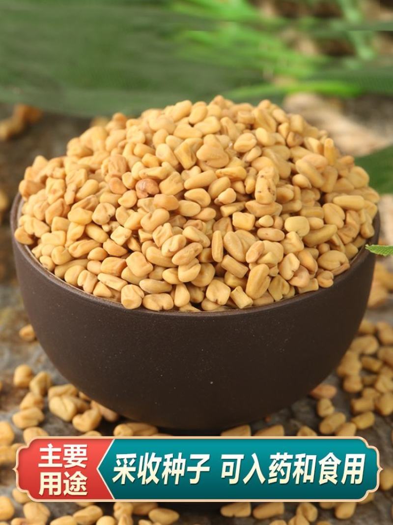 中药材葫芦巴籽葫芦巴子芦巴子卢巴子籽胡