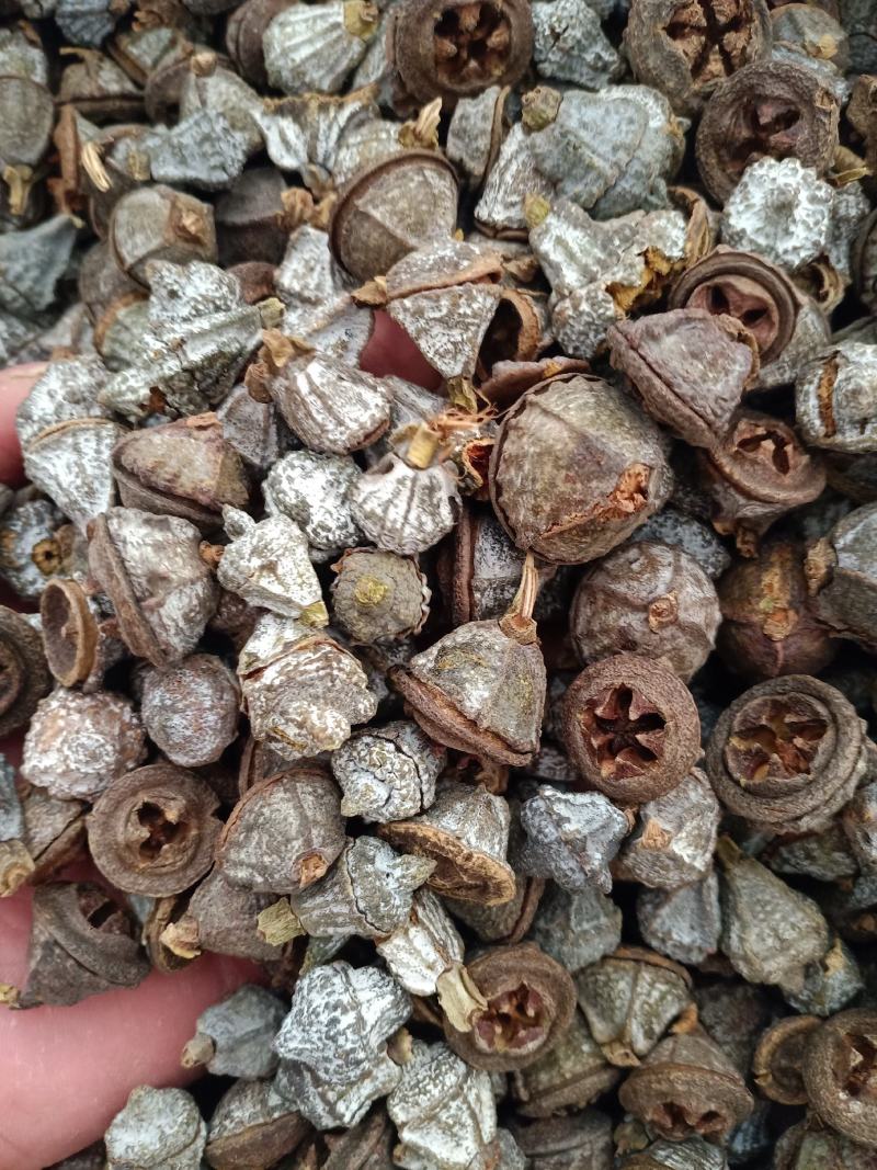 一口钟，中药材一口钟桉树子桉树果质量保证欢迎咨询选购！