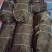 山东淡干海带，一刀板菜，去头去尾，干净无沙。