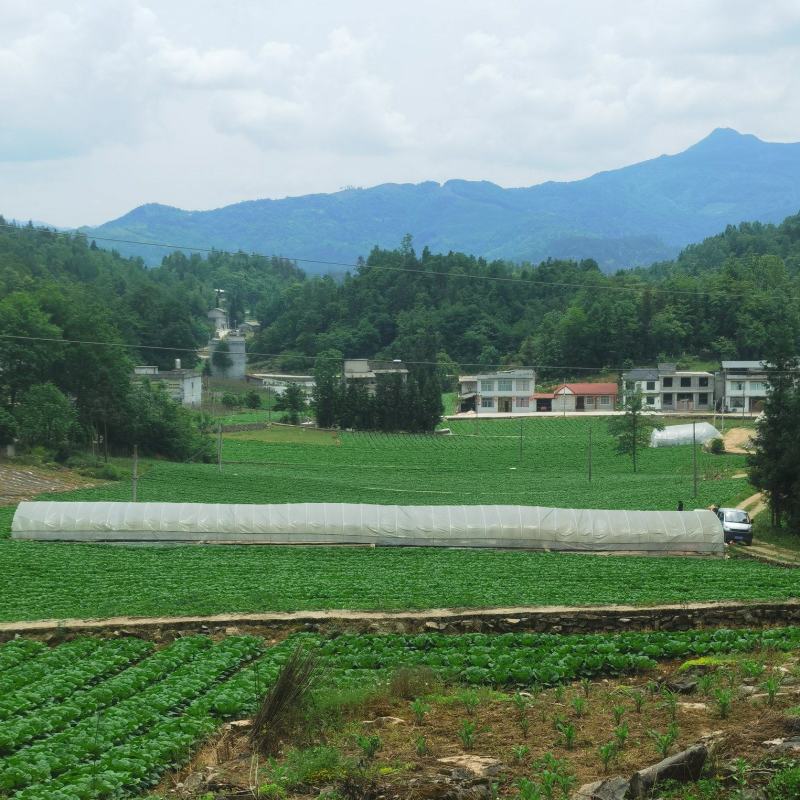 湖北恩施利川高山露地黄心白菜，来自北纬30大自然的馈赠！