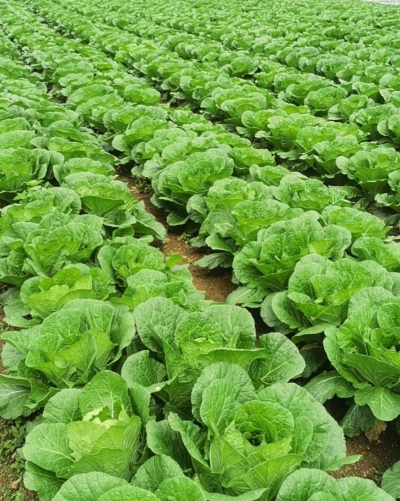 湖北恩施利川高山露地黄心白菜，来自北纬30大自然的馈赠！