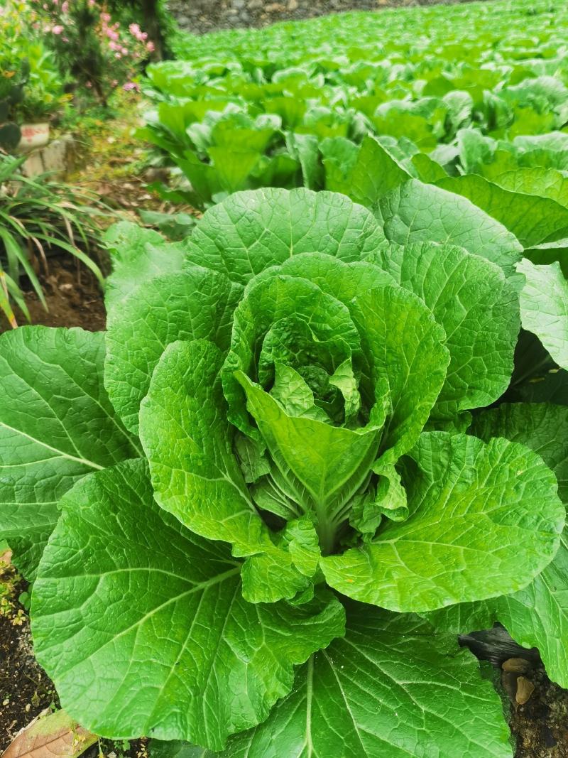 湖北恩施利川高山露地黄心白菜，来自北纬30大自然的馈赠！