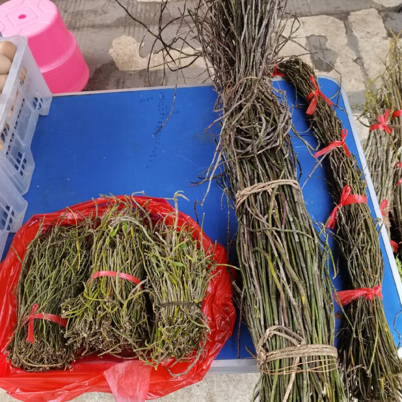 广西石斛正宗山上野生小黄草石斛货源充足欢迎来电咨询订购