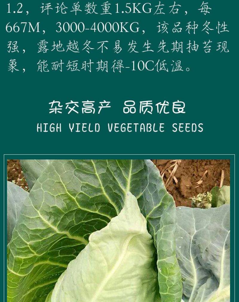 春丰甘蓝牛心甘蓝种子，20克，单重1.5千克左右，冬性强