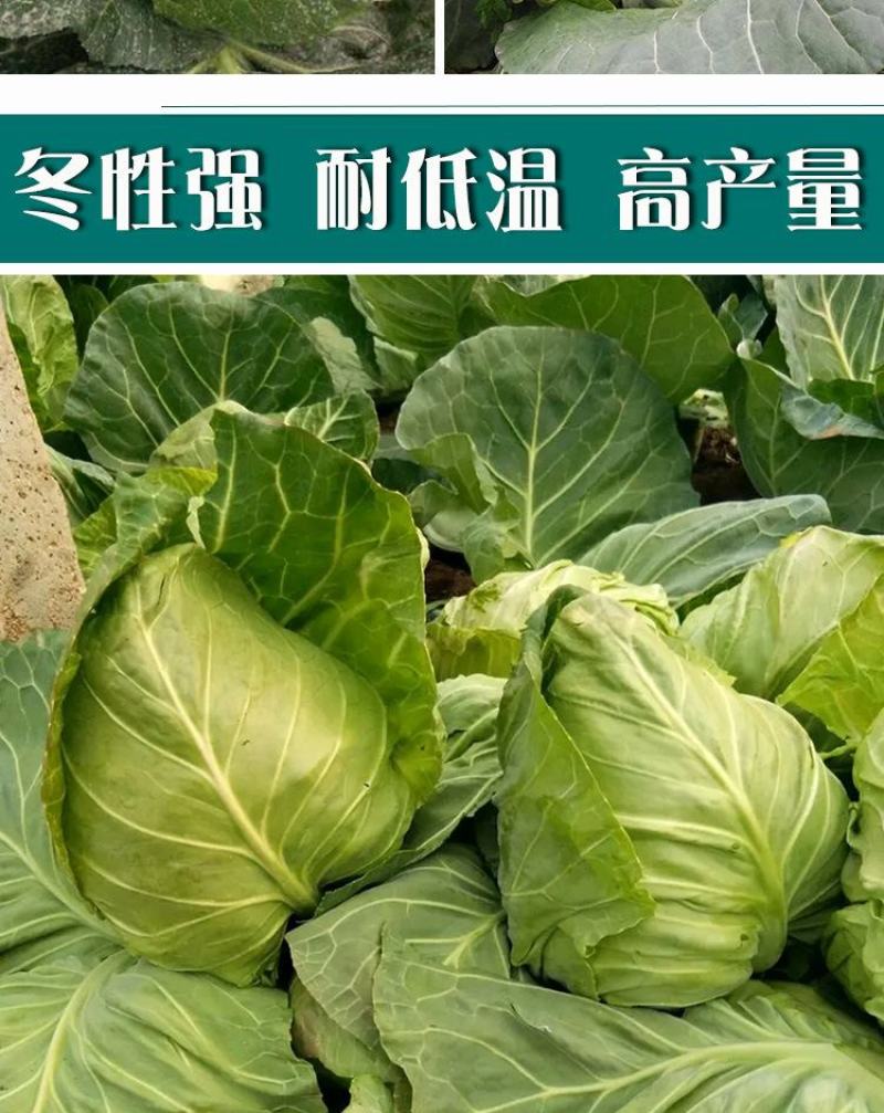 春丰甘蓝牛心甘蓝种子，20克，单重1.5千克左右，冬性强