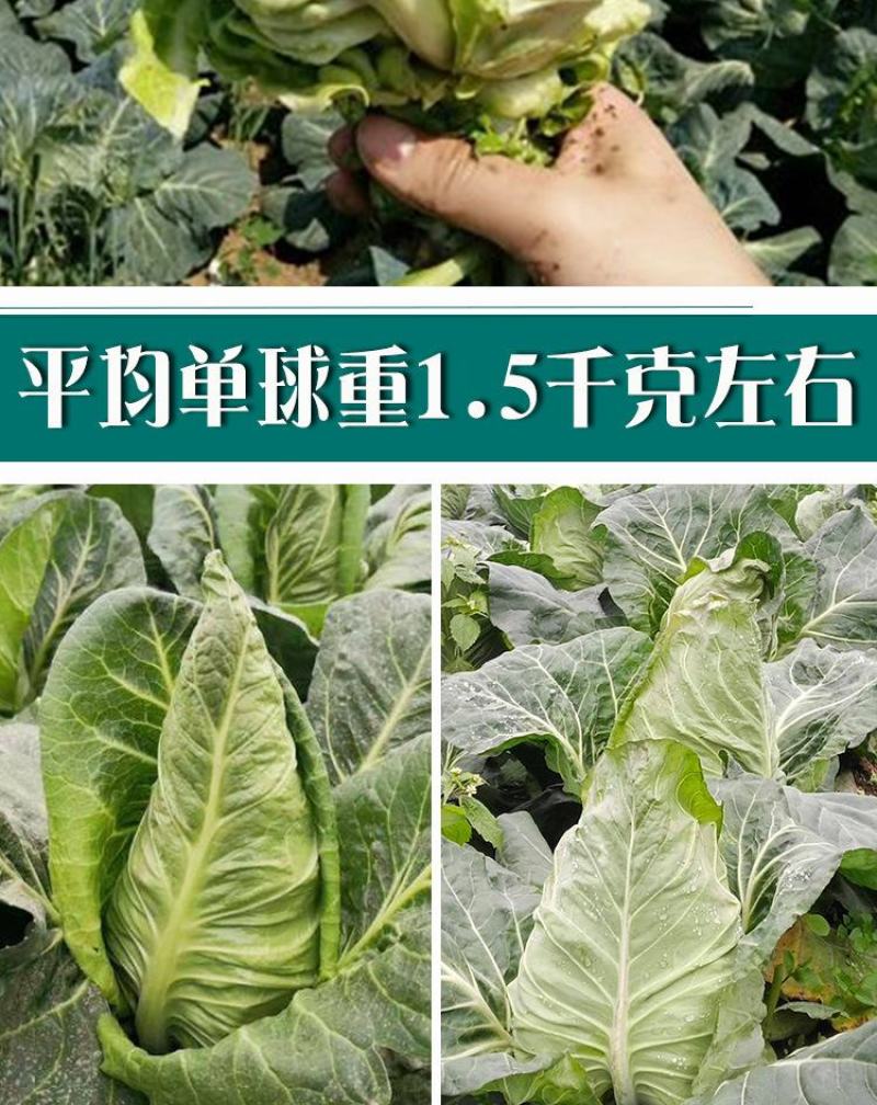 春丰甘蓝牛心甘蓝种子，20克，单重1.5千克左右，冬性强