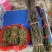 广西石斛正宗山上野生小黄草石斛货源充足欢迎来电咨询订购