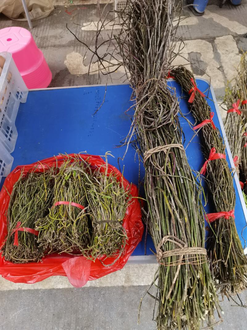 广西石斛正宗山上野生小黄草石斛货源充足欢迎来电咨询订购