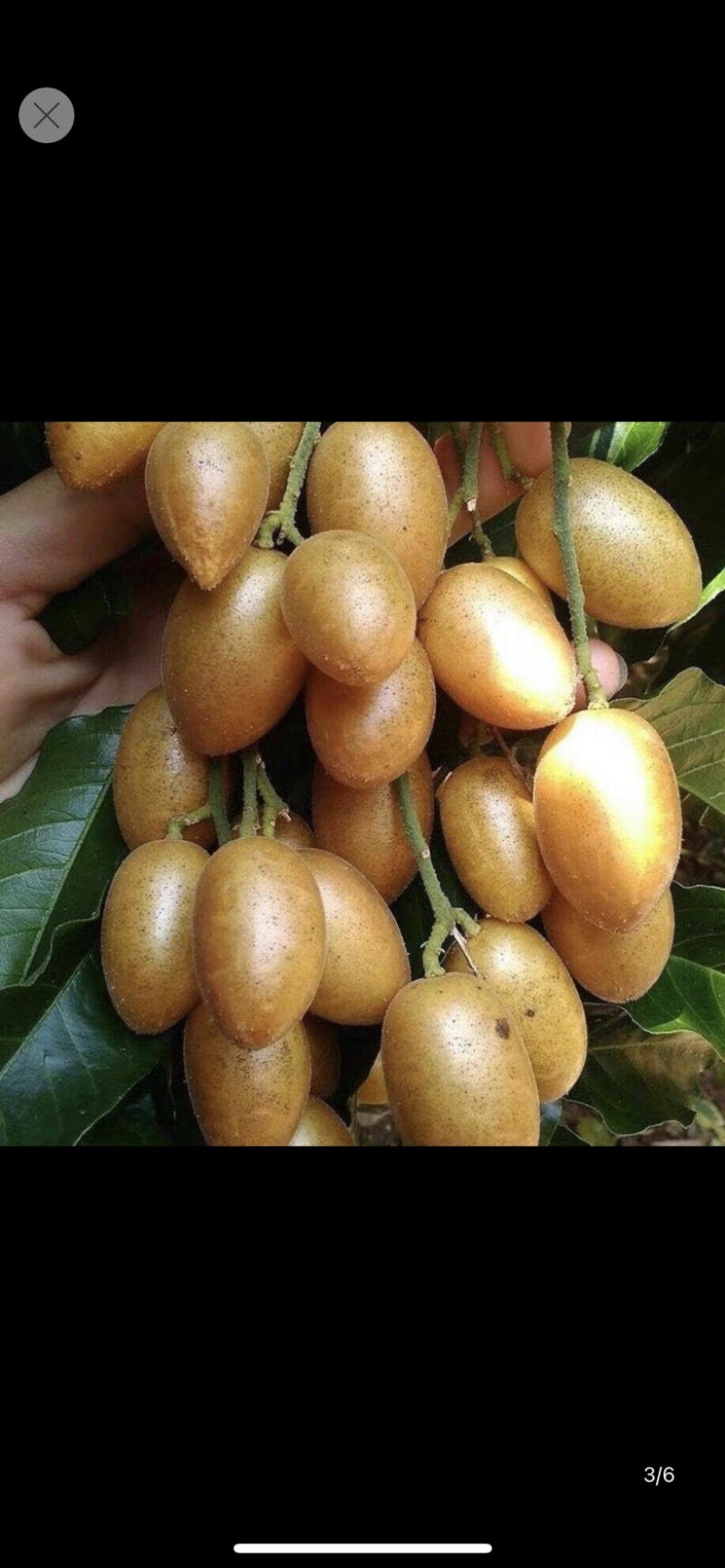 广东自家果园种植鸡心黄皮