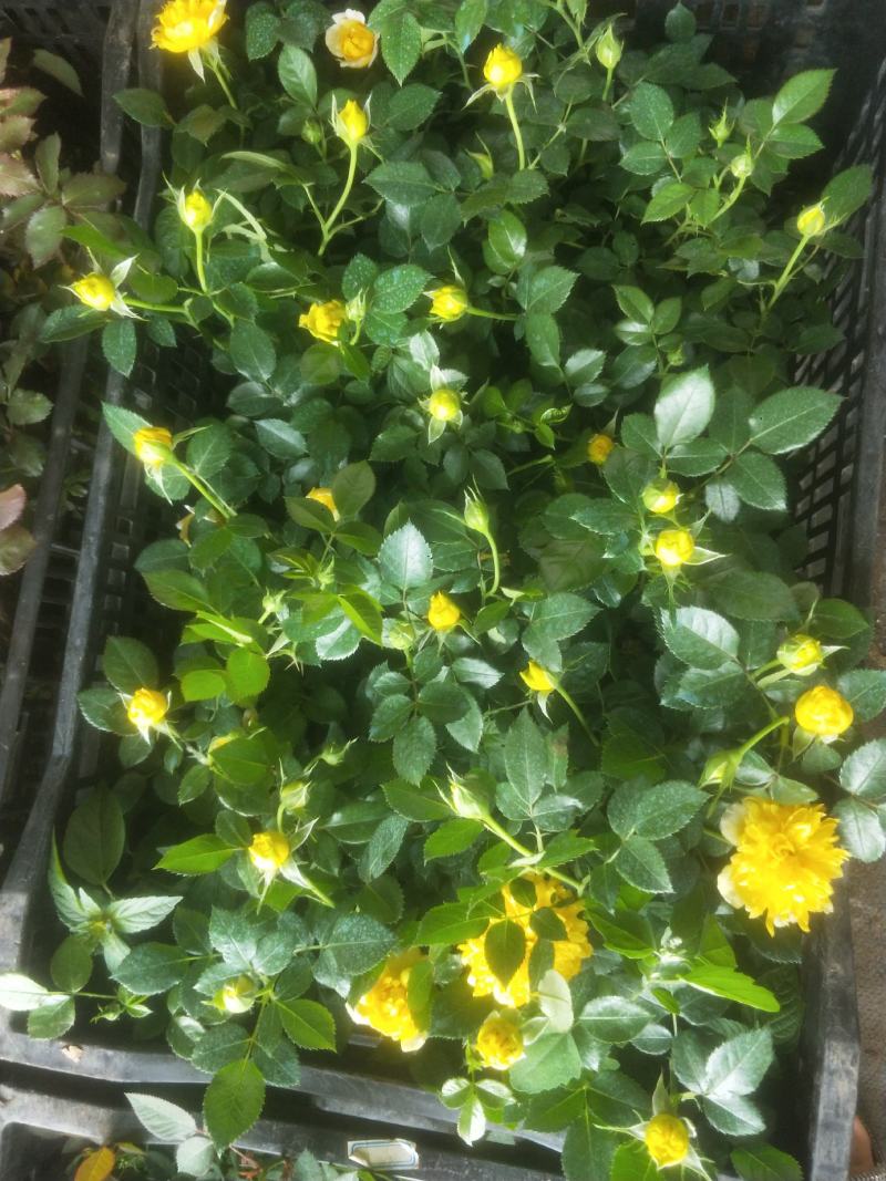 黄色月季花苗烟花波浪玫瑰烟花褶边多季节重复开花盆栽灌木花