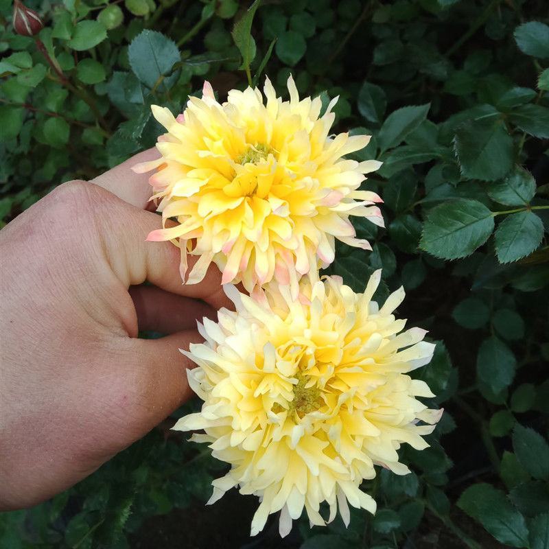黄色月季花苗烟花波浪玫瑰烟花褶边多季节重复开花盆栽灌木花