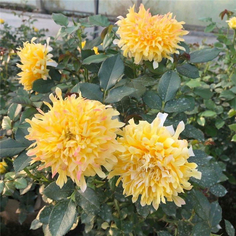 黄色月季花苗烟花波浪玫瑰烟花褶边多季节重复开花盆栽灌木花