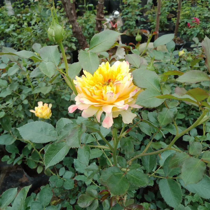 黄色月季花苗烟花波浪玫瑰烟花褶边多季节重复开花盆栽灌木花
