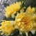 黄色月季花苗烟花波浪玫瑰烟花褶边多季节重复开花盆栽灌木花