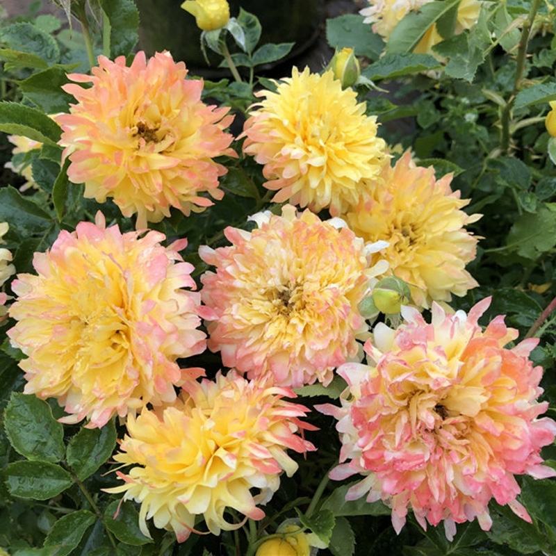黄色月季花苗烟花波浪玫瑰烟花褶边多季节重复开花盆栽灌木花