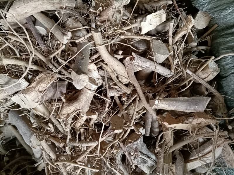 野生白花牛奶根牛奶根切段
