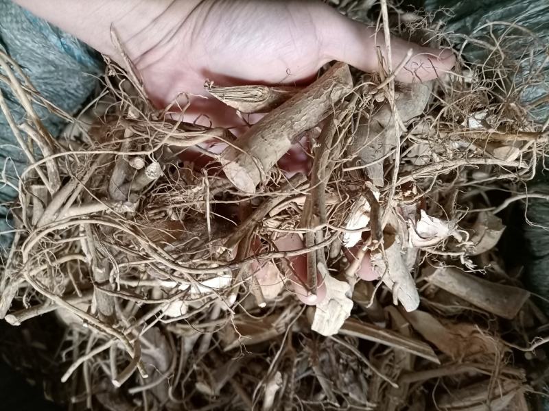 野生白花牛奶根牛奶根切段