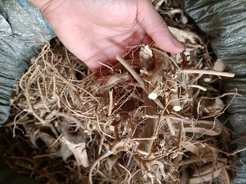 野生白花牛奶根牛奶根切段