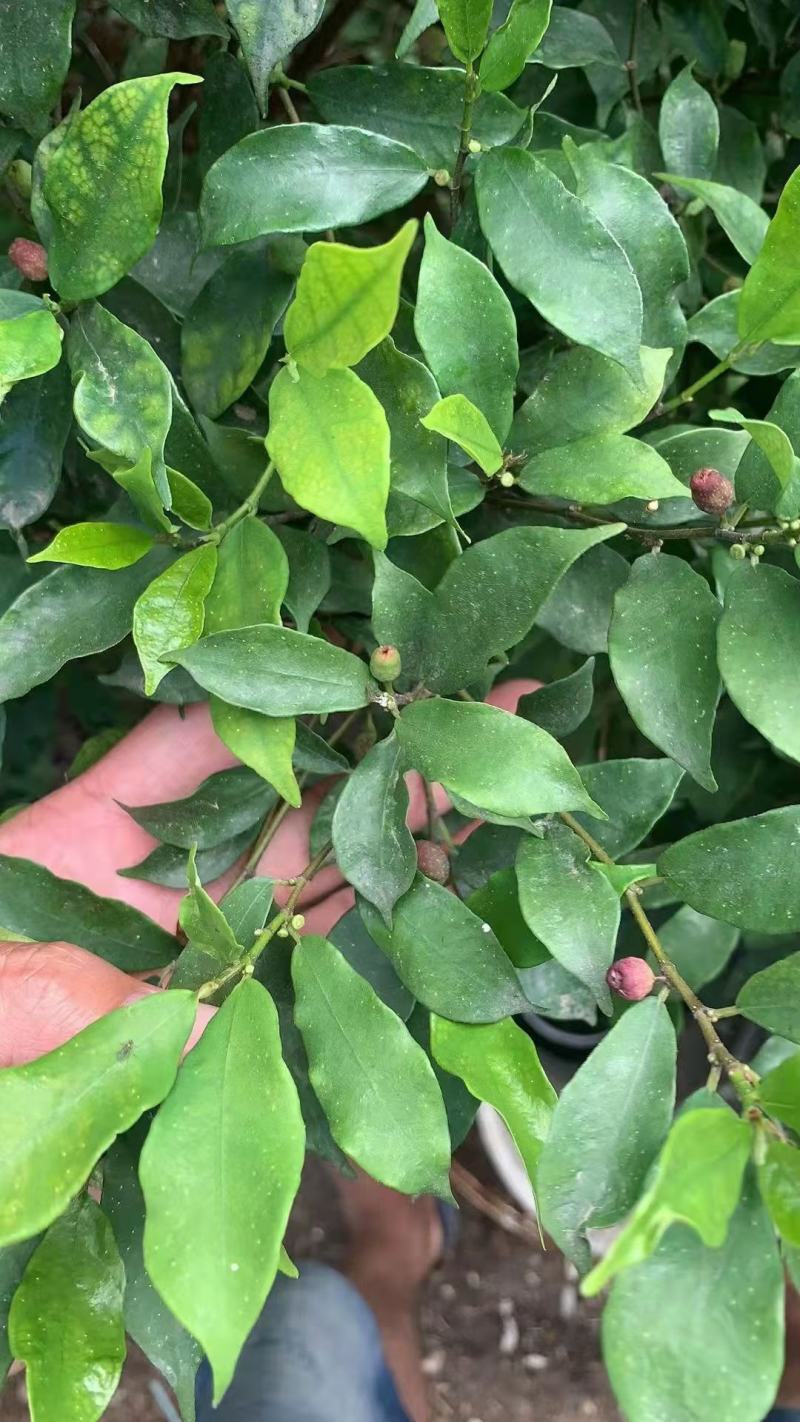野生白花牛奶根牛奶根切段