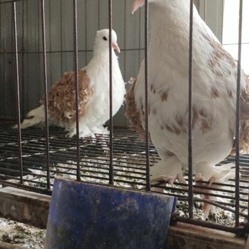 观赏鸽不会飞的元宝鸽诚实守信商家！自繁自养为主！