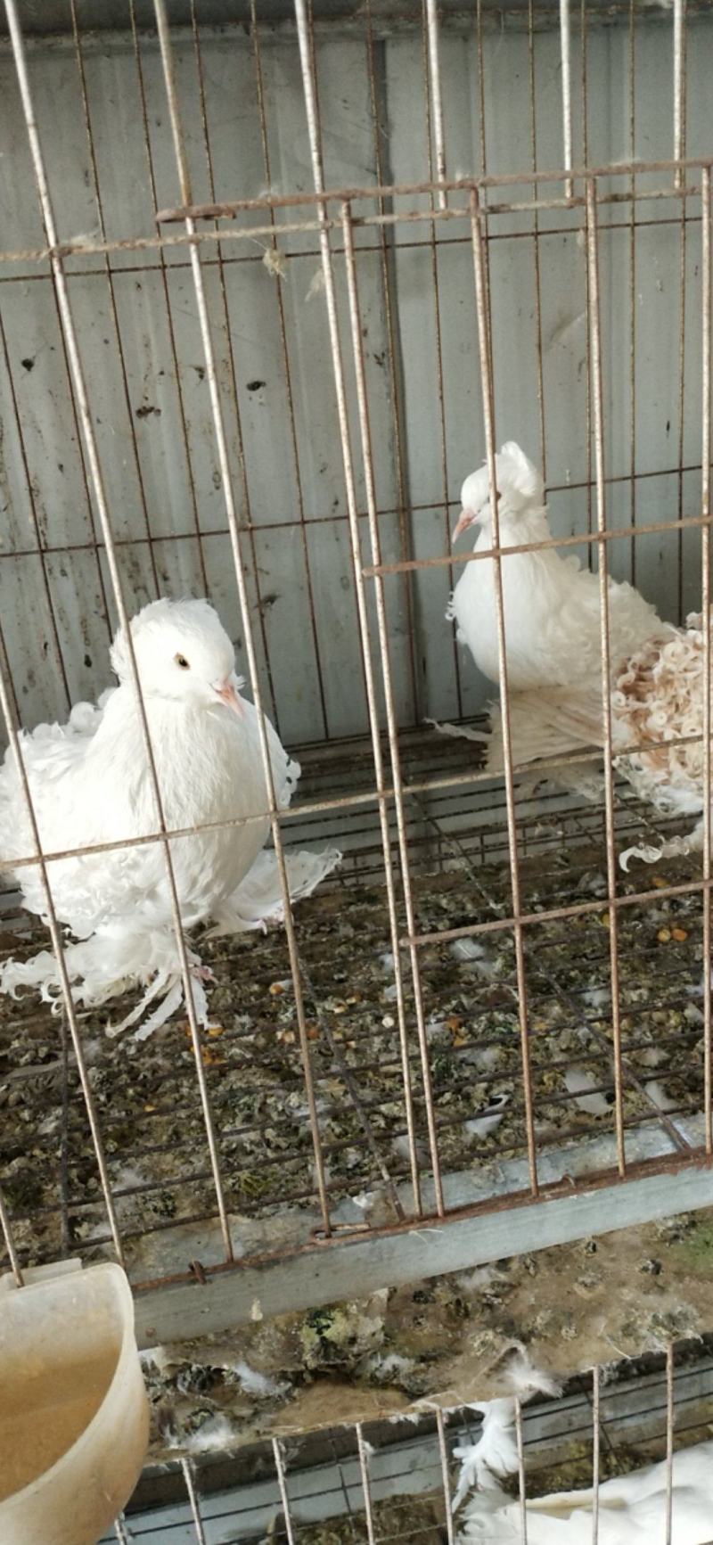 观赏鸽不会飞的元宝鸽诚实守信商家！自繁自养为主！