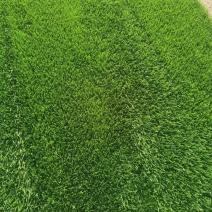 产地批发草坪东北耐寒草坪抗践踏易成活园林绿化草地