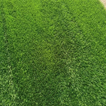 产地批发草坪东北耐寒草坪抗践踏易成活园林绿化草地