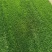 产地批发草坪东北耐寒草坪抗践踏易成活园林绿化草地
